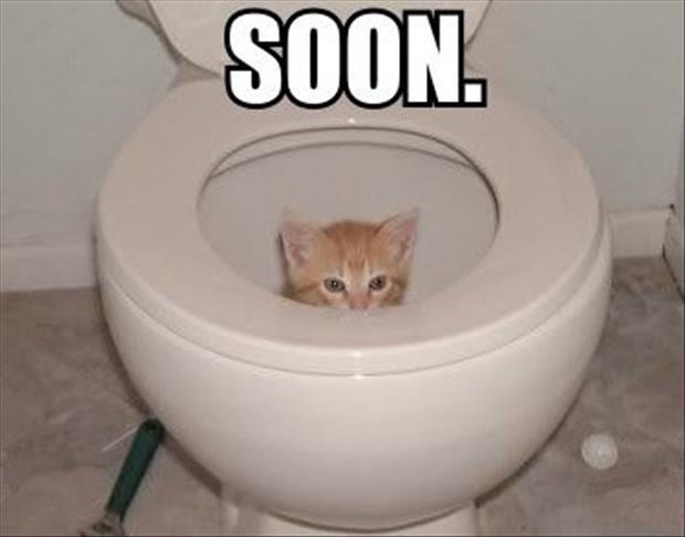 a-cat-in-the-toilet-soon-meme.jpg
